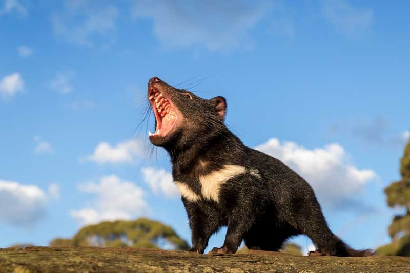 2020-10-06T043903Z_1_LYNXMPEG9508J_RTROPTP_4_AUSTRALIA-ENVIRONMENT-TASMANIAN-DEVIL.JPG