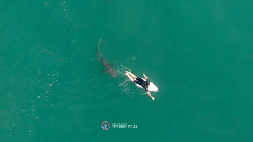 2020-10-08T080238Z_1_LYNXMPEG970N9_RTROPTP_4_AUSTRALIA-SHARK.JPG