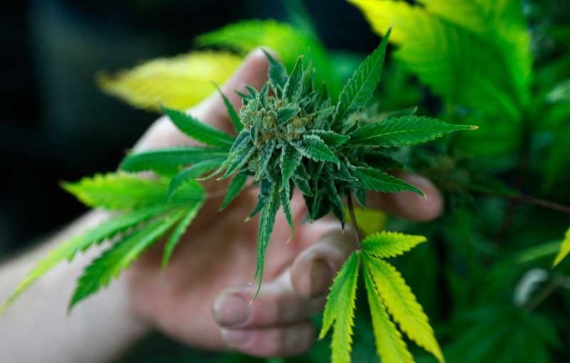 2020-10-08T205704Z_3_LYNXMPEG9726E_RTROPTP_4_USA-MARIJUANA-COLORADO.JPG