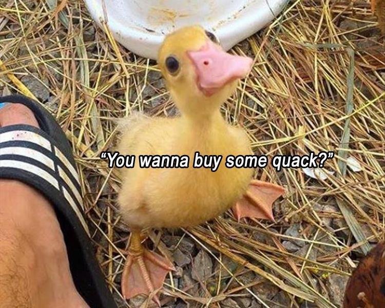 301815865_buyquack.jpg.355c1dfadea8d341be0b35186f0b861c.jpg