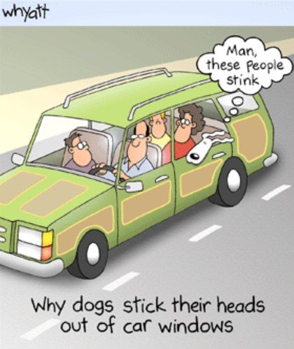 DogsInCArs.jpg.4f58a7f0b951bc8176561bbc2d1e4b42.jpg