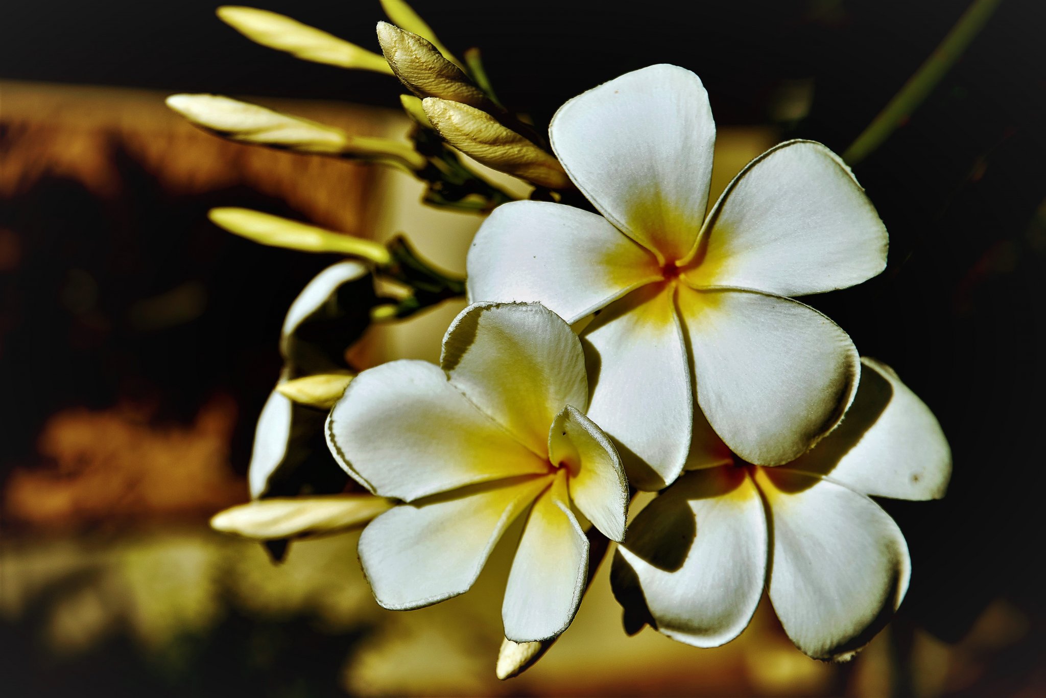 Frangipani.jpg