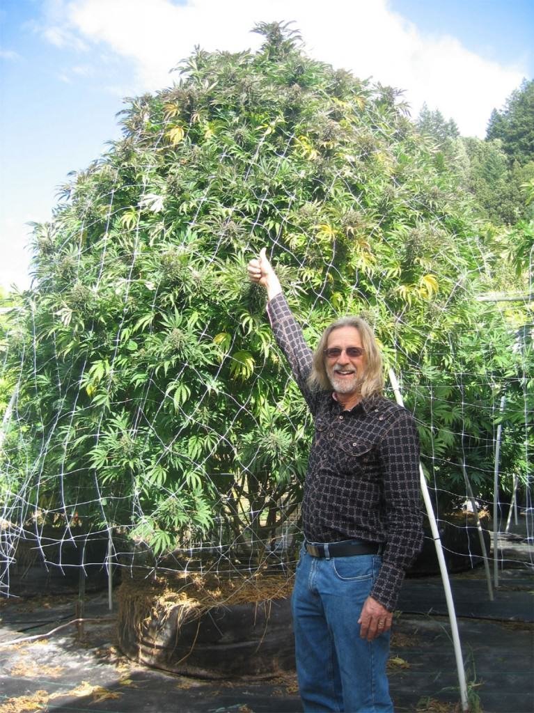 TT-weedtree.jpg.da1662fd707718f67268545b425c3004.jpg