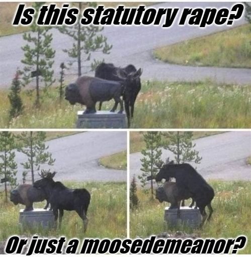 your-moose.jpg.a785e20486860de4c08708c7447c1567.jpg