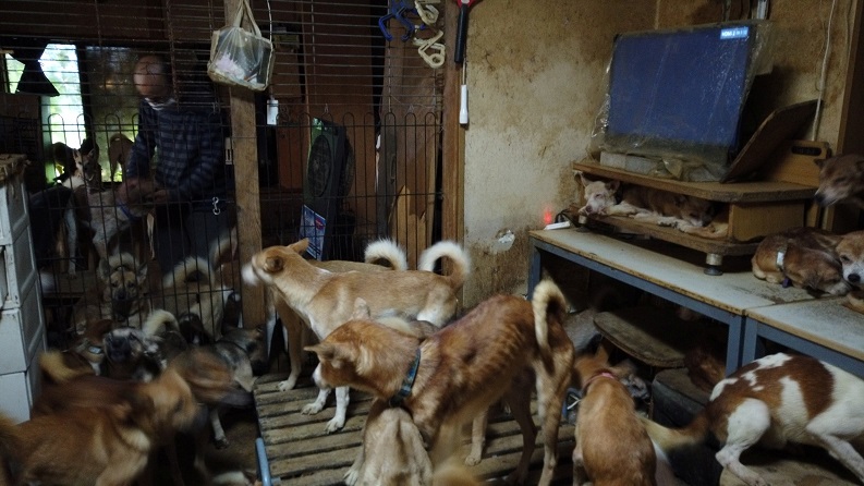 2020-11-04T095316Z_1_LYNXMPEGA30Q0_RTROPTP_4_JAPAN-DOGS.JPG