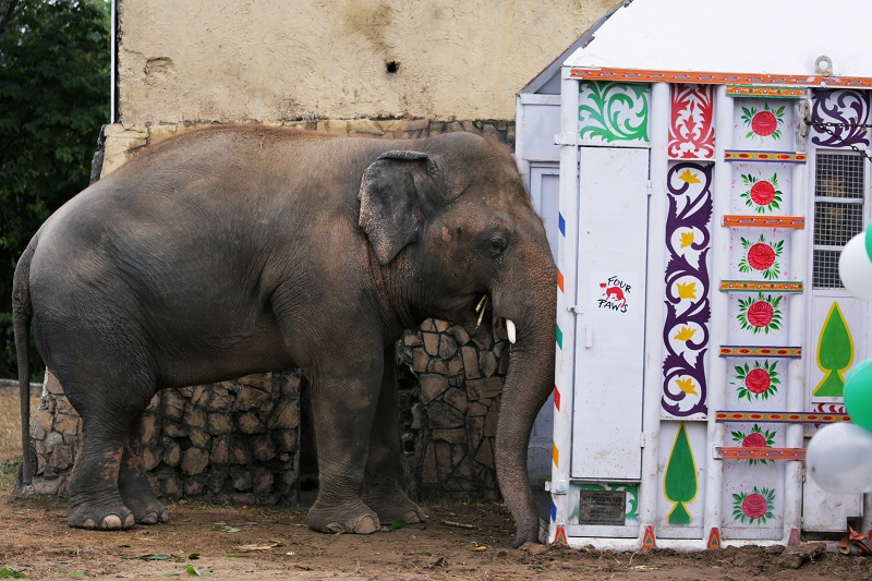 2020-11-27T175005Z_2_LYNXMPEGAQ0ZJ_RTROPTP_4_PAKISTAN-ELEPHANT.JPG