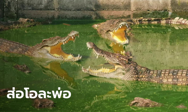 aHR0cHM6Ly9zLmlzYW5vb2suY29tL25zLzAvdWQvMTY1OC84MjkxNjAyL2Nob2Njb2RpZS5qcGc=.jpg
