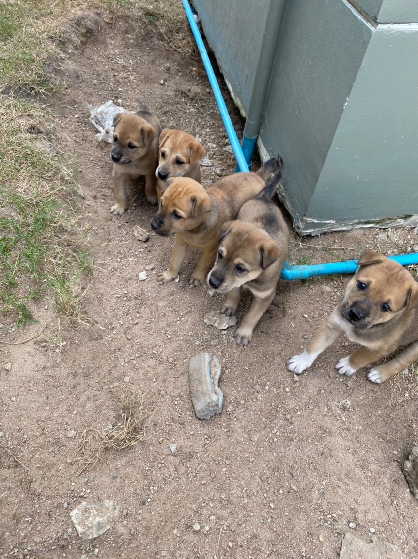 sriracha dog adoption thailand.jpg