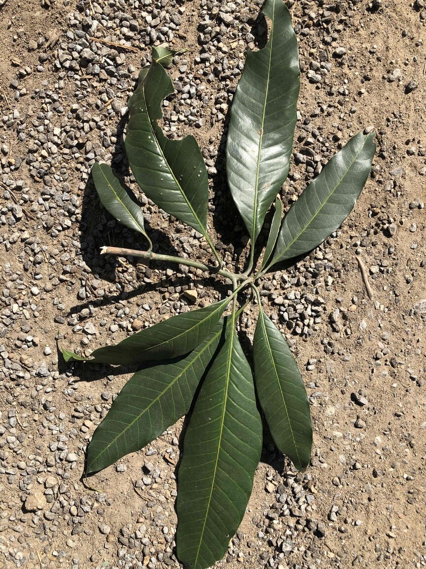 tree2.jpg