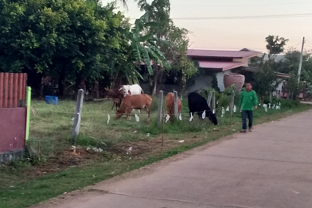 1043818926_cowsinvillage01.png.6457bf63288d2f1c40c83f81139c0c10.png