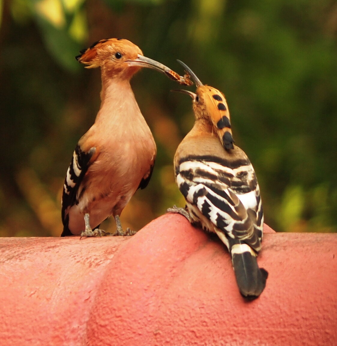 1501791867_P2081092BirdFeeding2020.thumb.jpg.2d861fcad945e6c4bc21537d6c094fe5.jpg