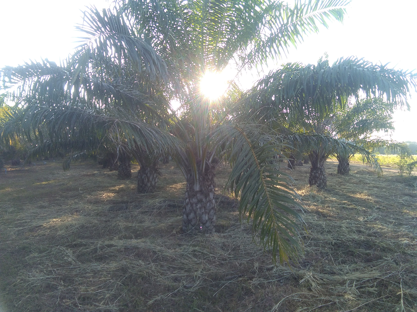 1807705910_numbertwofarm03.png.39f7c61a07f38a1b4e6237631e78b1dd.png