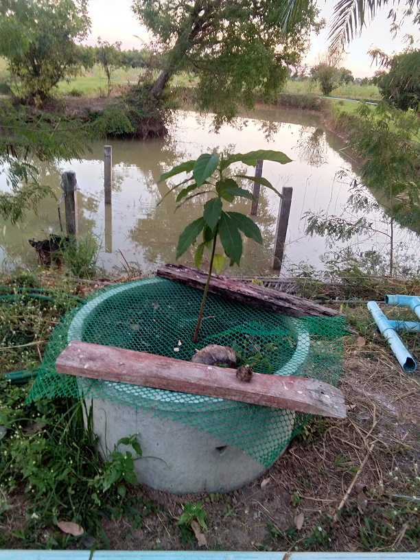 1808332678_avacadogrow01.png.9db0d50f1ae3d49d9d53912c4ae4ce62.png