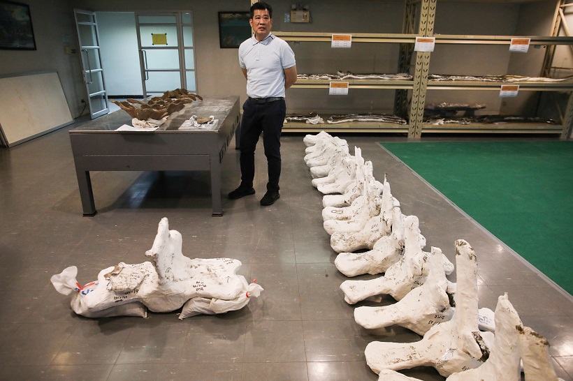 2020-12-04T123308Z_1_LYNXMPEGB30TF_RTROPTP_4_THAILAND-FOSSIL-WHALE.JPG