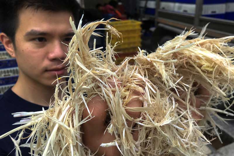 2020-12-16T111532Z_2_LYNXMPEGBF0PM_RTROPTP_4_THAILAND-INNOVATIONS-CHICKEN-FEATHERS.JPG