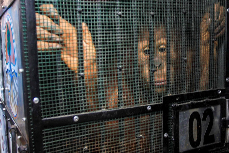 2020-12-19T043255Z_1_LYNXMPEGBI044_RTROPTP_4_INDONESIA-THAILAND-ORANGUTANS.JPG
