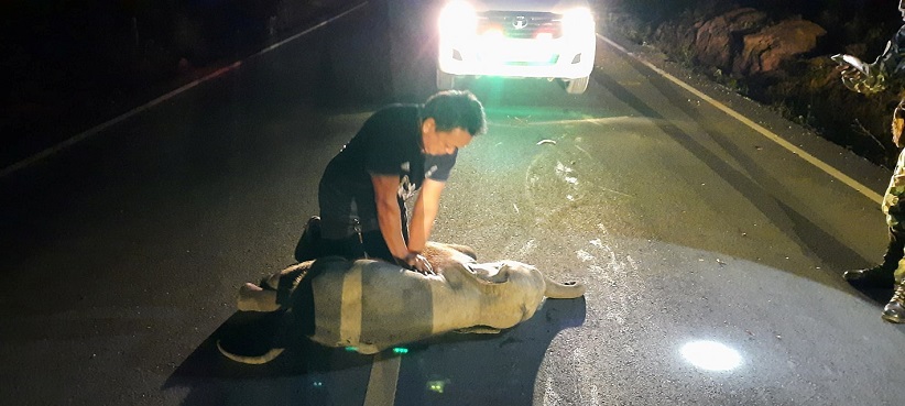 2020-12-21T125229Z_1_LYNXMPEGBK0VT_RTROPTP_4_THAILAND-ACCIDENT-BABY-ELEPHANT.JPG