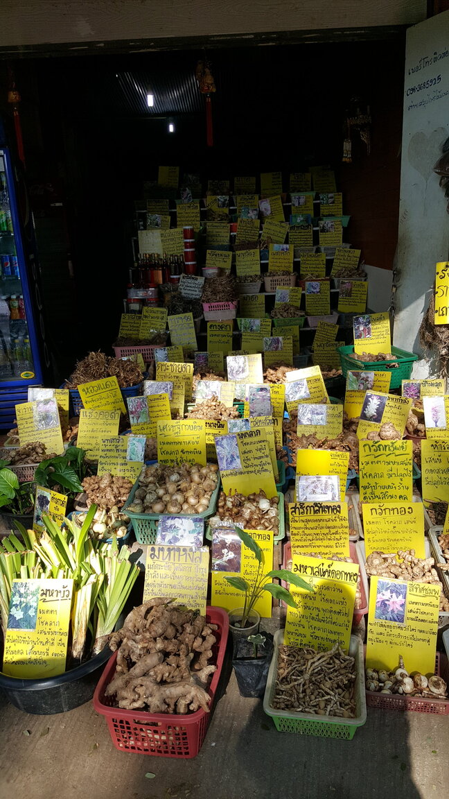 223926125_ChaingDaobulbs.thumb.jpg.fd9bf43b4211f9a3881b5d8b0eeb43c8.jpg