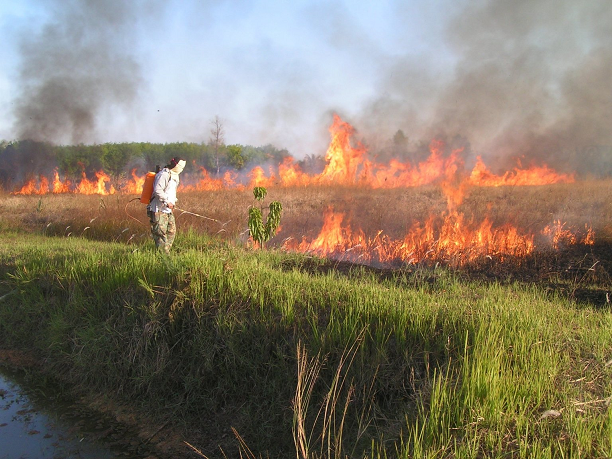 412859983_March-stubbleburning.png.79ae96fa97260c94be8a6733d3247dfa.png