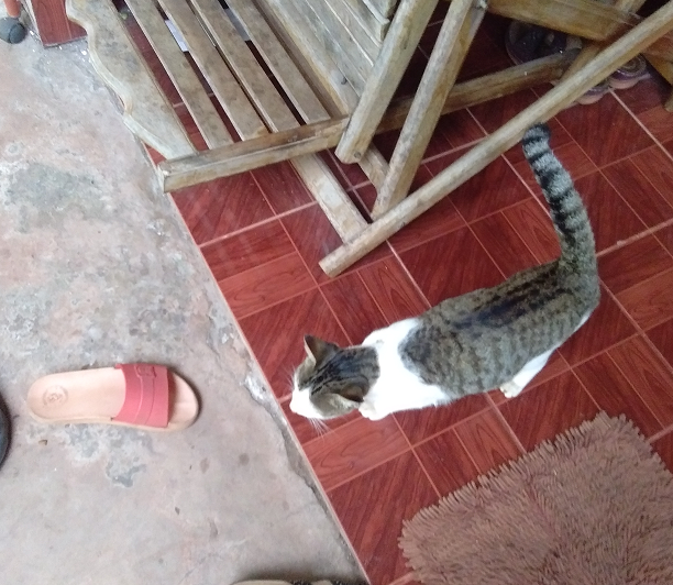 48752359_newpussycat.png.38de2db2a186d71737d5f3ab9179de60.png