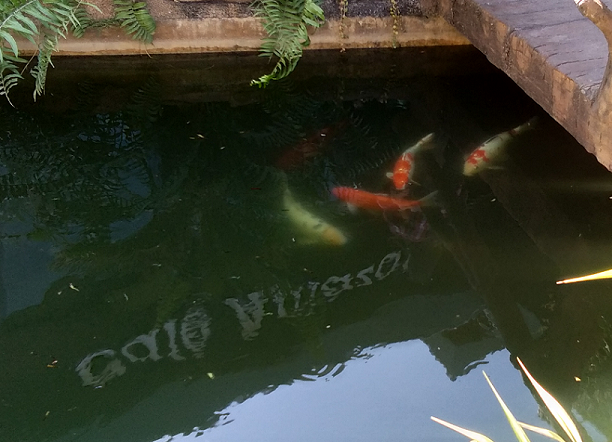 881089689_CafeAmazonfish02.png.c7d5dab6ae3874bc64589a39af1777fa.png