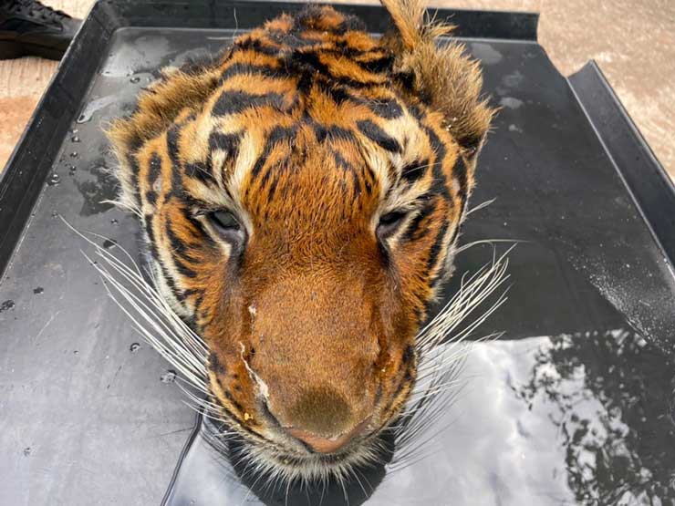 Tiger.jpg