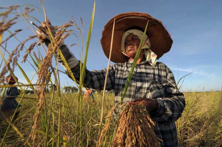 rice.jpg