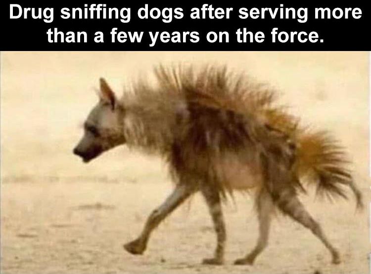 when-the-drug-sniffing-dog-has-been-on-the-force-for-years.jpg.26d52f582cc013fb9e40783ab0212c93.jpg