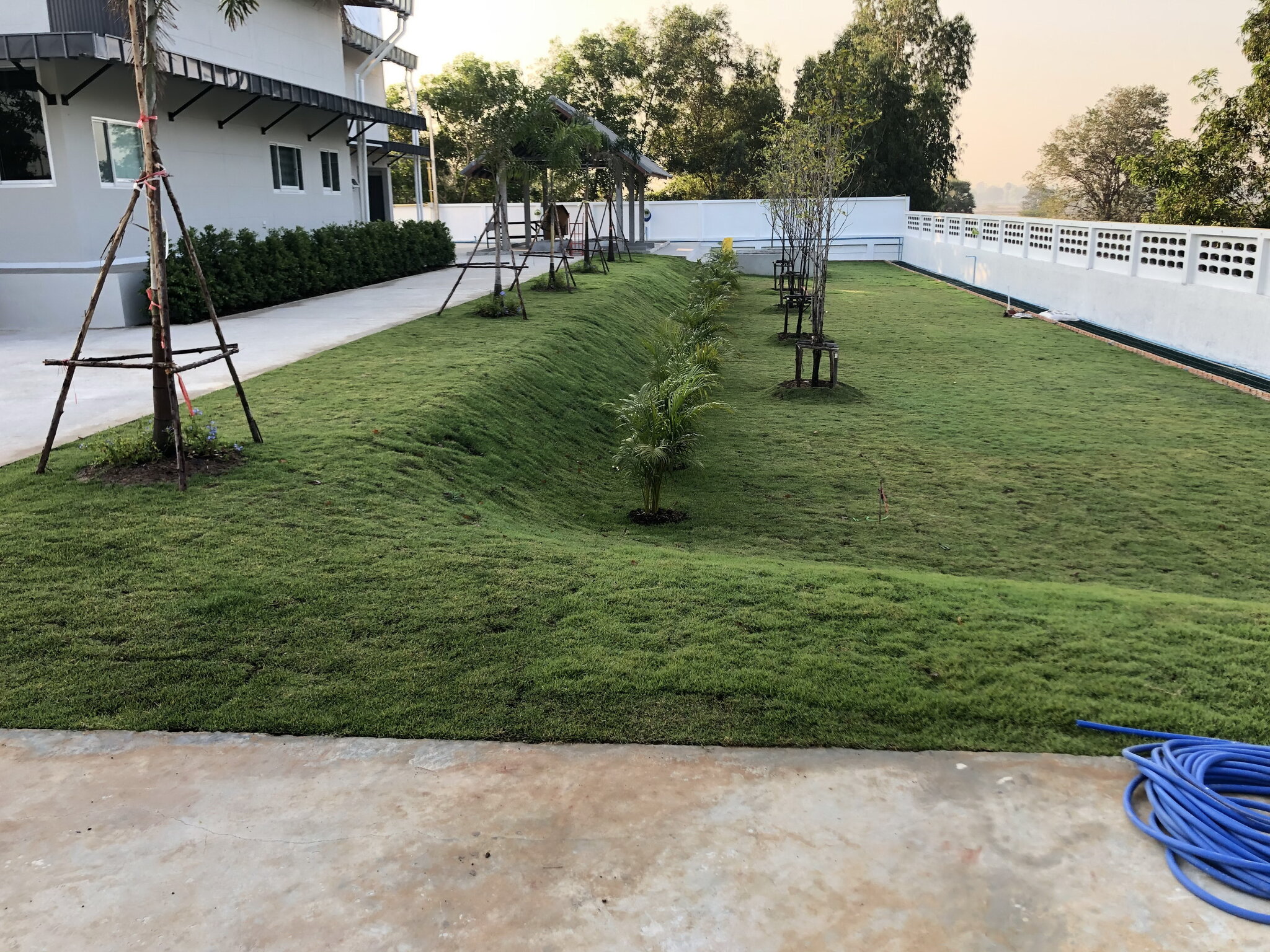Ubon Forage Seeds Lawn bank  January 14 2020.jpg