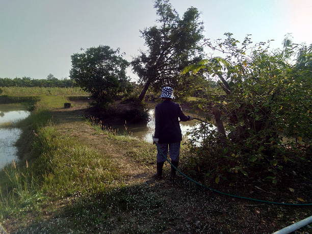 1829880494_watergarden02.png.31f170565680d3d12d8d2798b3db4969.png