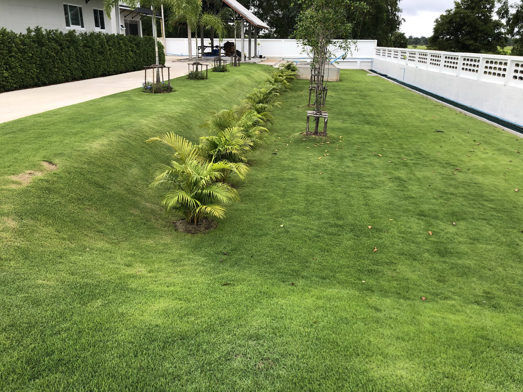 Ubon Forage Seeds Lawn bank  June 2020.jpg