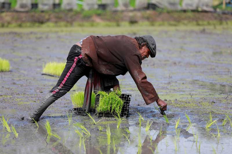 2021-01-05T063047Z_1_LYNXMPEH0409C_RTROPTP_4_THAILAND-RICE.JPG