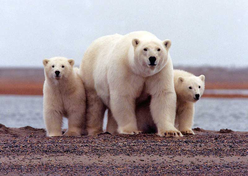 2021-01-06T141152Z_4_LYNXMPEH050AM_RTROPTP_4_USA-OIL-POLARBEARS.JPG