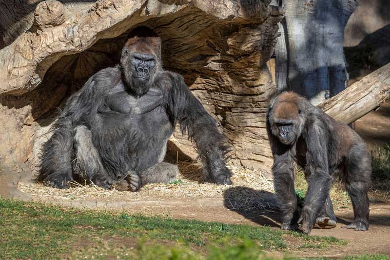 2021-01-11T221736Z_1_LYNXMPEH0A1JM_RTROPTP_4_HEALTH-CORONAVIRUS-USA-GORILLAS.JPG