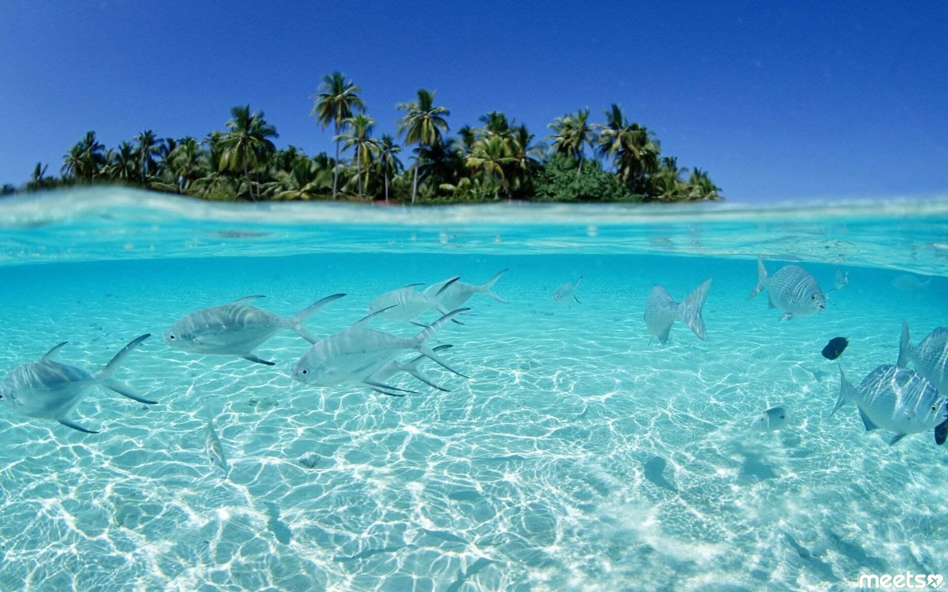 628312-desktop-backgrounds-tropical-1920x1200-free-download1.jpg