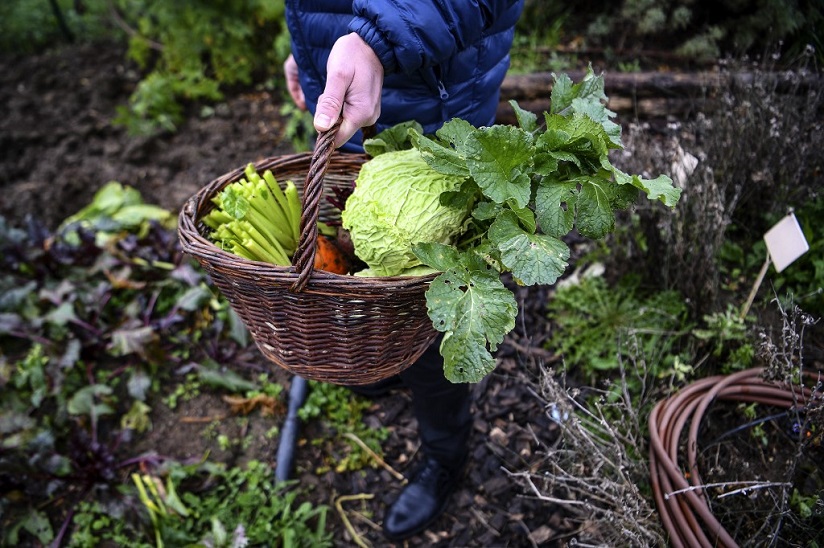 Veg-basket.jpg