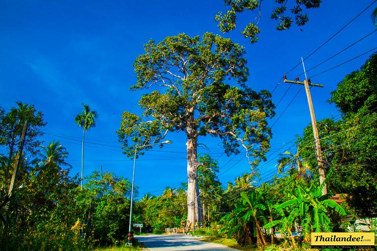 koh-phangan-big-tree.jpg.7db06ea79d5fdc91e797384947d2118a.jpg