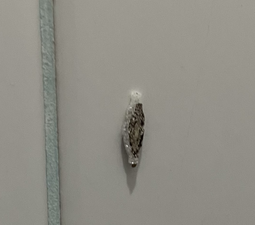 larva.png.641decce2bf8b7511a720c9f2055f52d.png