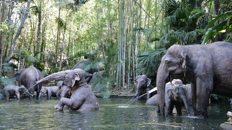 skynews-jungle-cruise-disney_5250677.jpg