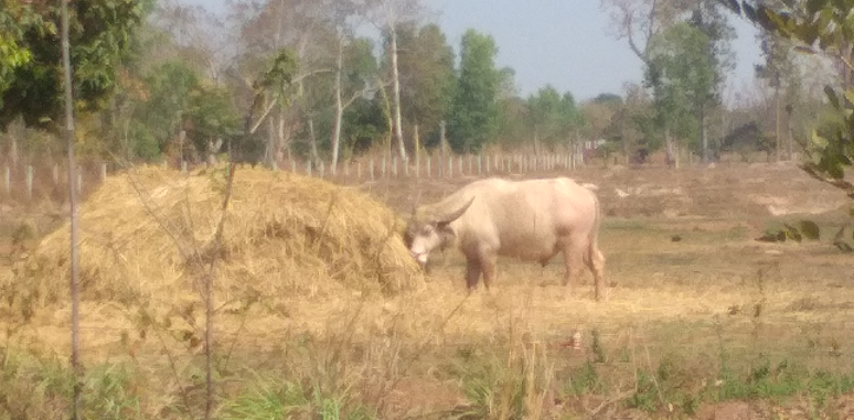 1152161791_whitebuffalo01.png.0fccc75197fdb4b0ceb5e3fdd561e68b.png