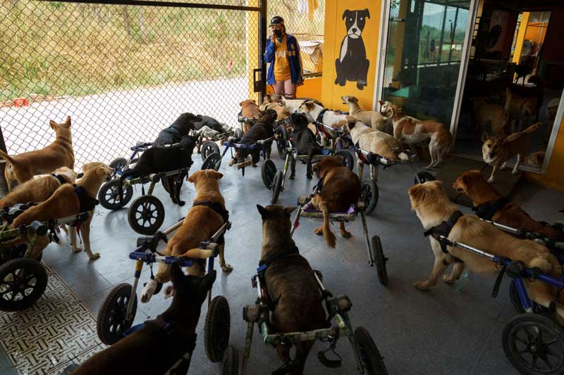 2021-02-05T010853Z_1_LYNXMPEH14024_RTROPTP_4_HEALTH-CORONAVIRUS-THAILAND-DOGS.JPG