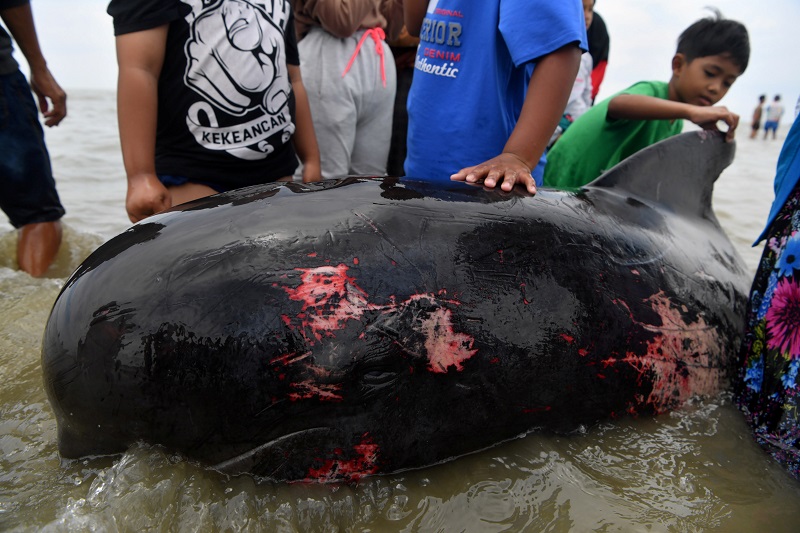 2021-02-19T103000Z_1_LYNXMPEH1I0LP_RTROPTP_4_INDONESIA-WHALES.JPG