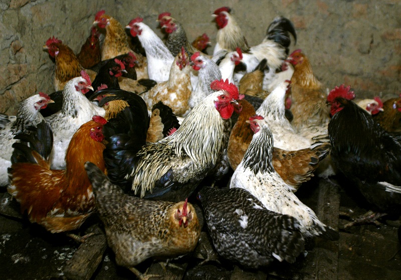 2021-02-20T195856Z_1_LYNXMPEH1J0FC_RTROPTP_4_HEALTH-BIRDFLU-RUSSIA.JPG