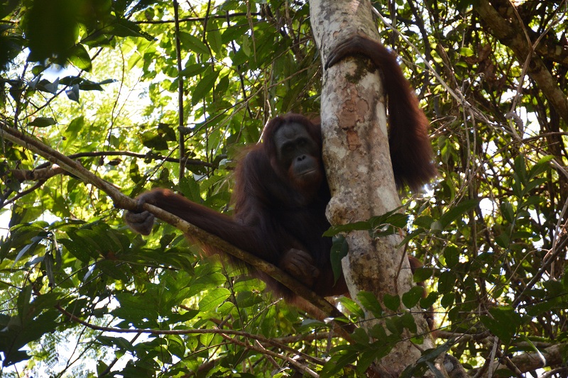 2021-02-23T092826Z_1_LYNXMPEH1M0FX_RTROPTP_4_INDONESIA-ORANGUTANS.JPG