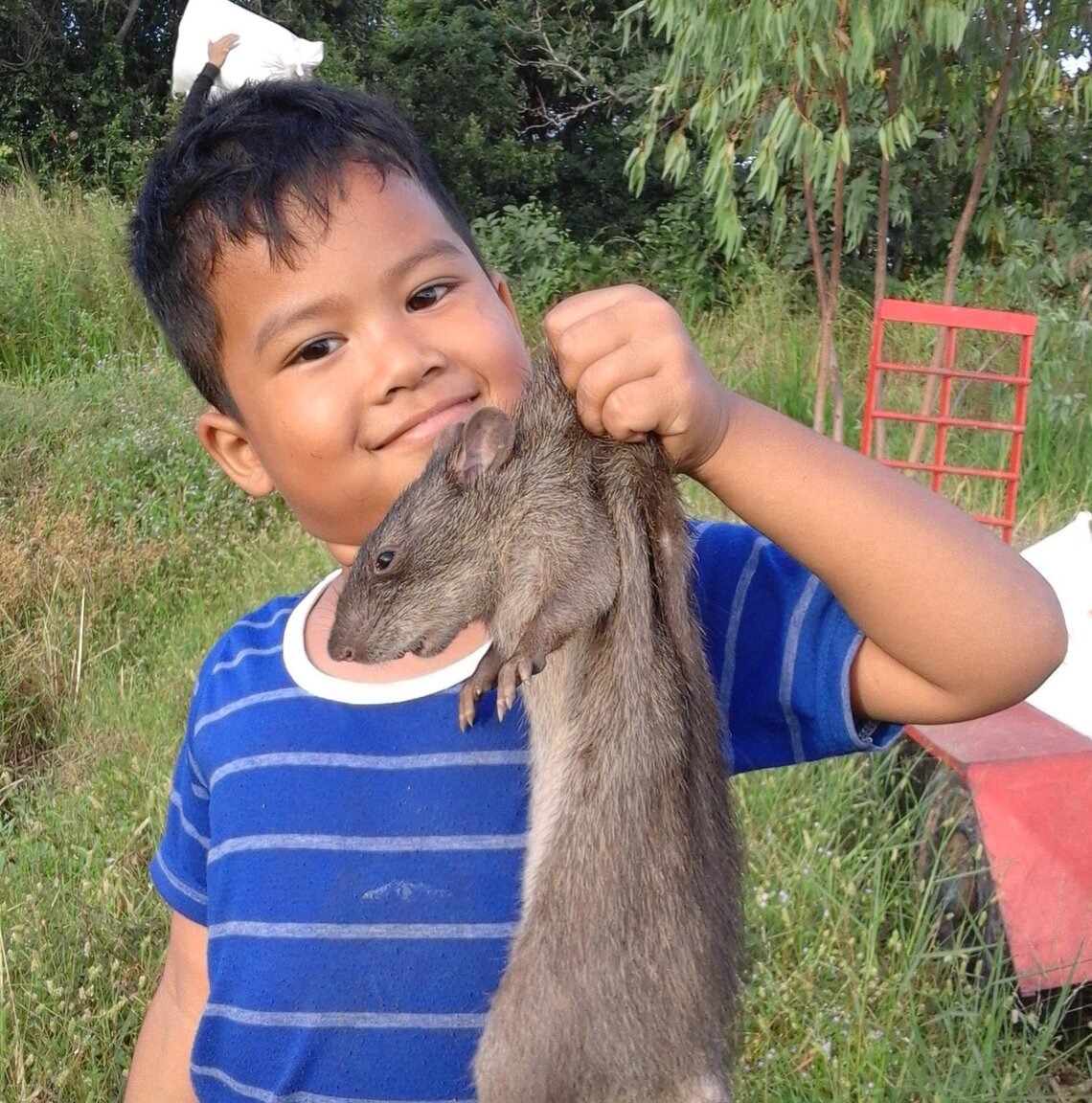 big rat.jpg