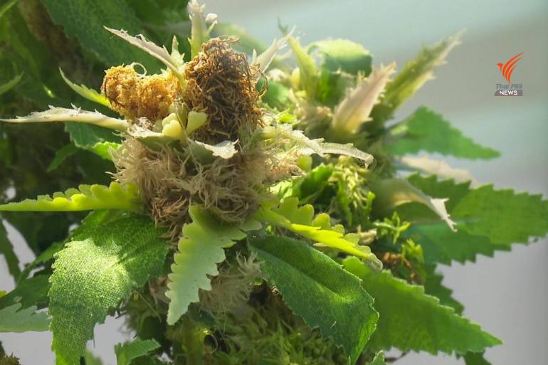Cannabis-flower.jpg