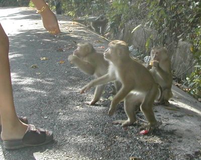 Monkeys.jpg.0fa0270166d07817f7347485bc53cc9e.jpg