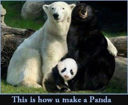 This-is-how-you-make-a-Panda.jpg.829a9cda7a2157fed7dffda4333aca8b.jpg