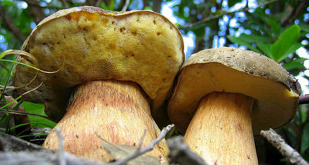 ceps1.jpg