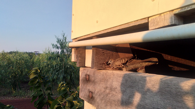 1257238025_birdinkitchen01.png.e814068155eab851861a870acd9d10c5.png